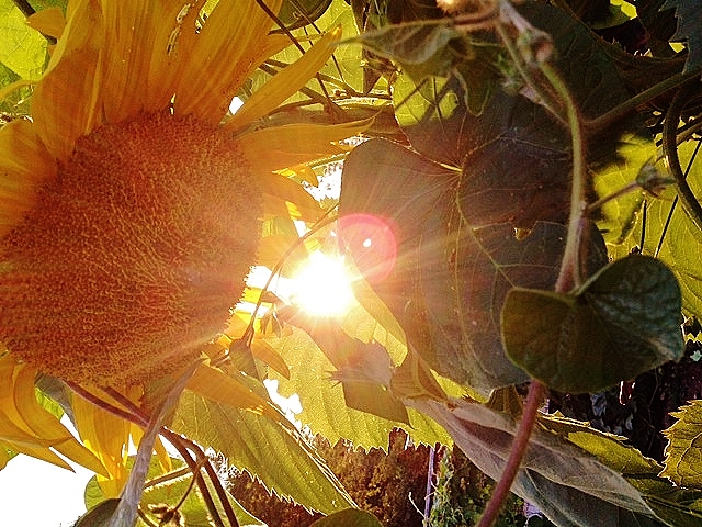 sunflowers, dog days of summer, gardens